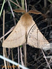 Шелкопряд Баллиона 002